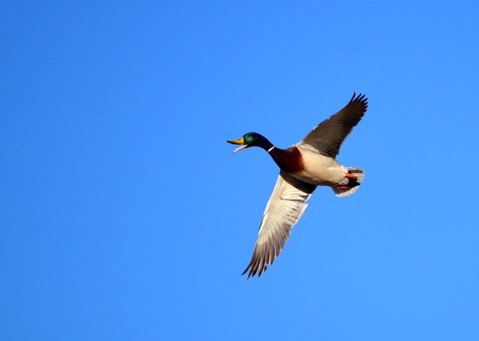 Mallard at Seedskadee National Wildlife Refuge