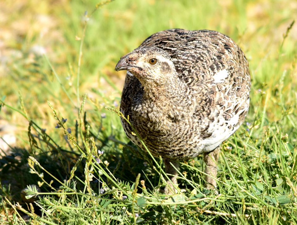 Greater sage-grouse at Seedskadee National Wildlife Refuge