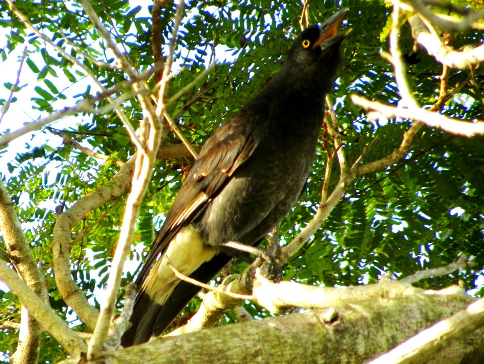 Pied Currawong (Strepera graculina)