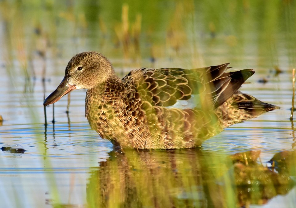 Cinnamon teal at Seedskadee National Wildlife Refuge