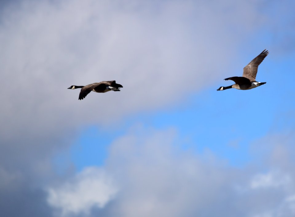 Canada geese at Seedskadee National Wildlife Refuge