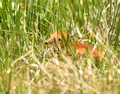 Sandhill crane colt at Seedskadee National Wildlife Refuge