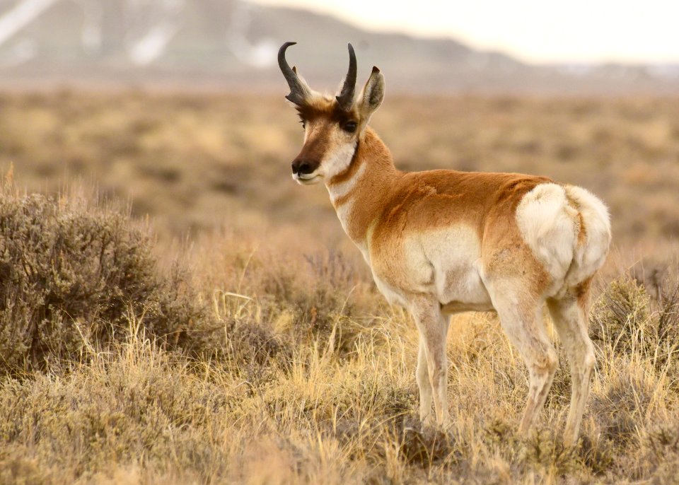 Pronghorn at Seedskadee National Wildlife Refuge