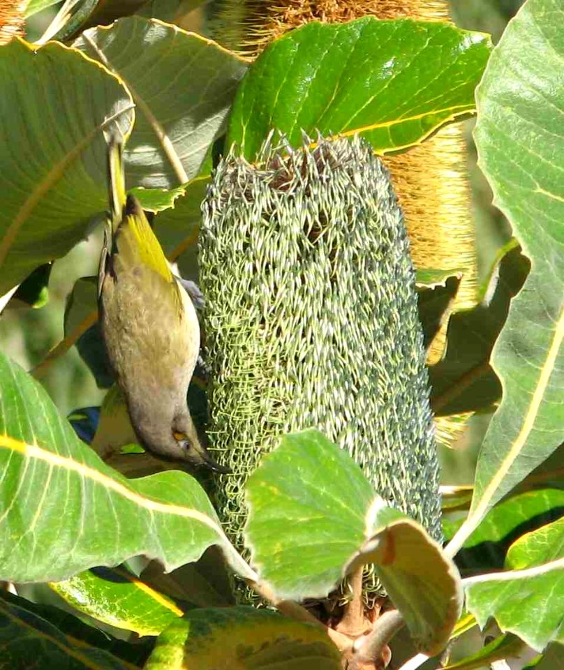 Brown Honeyeater photo