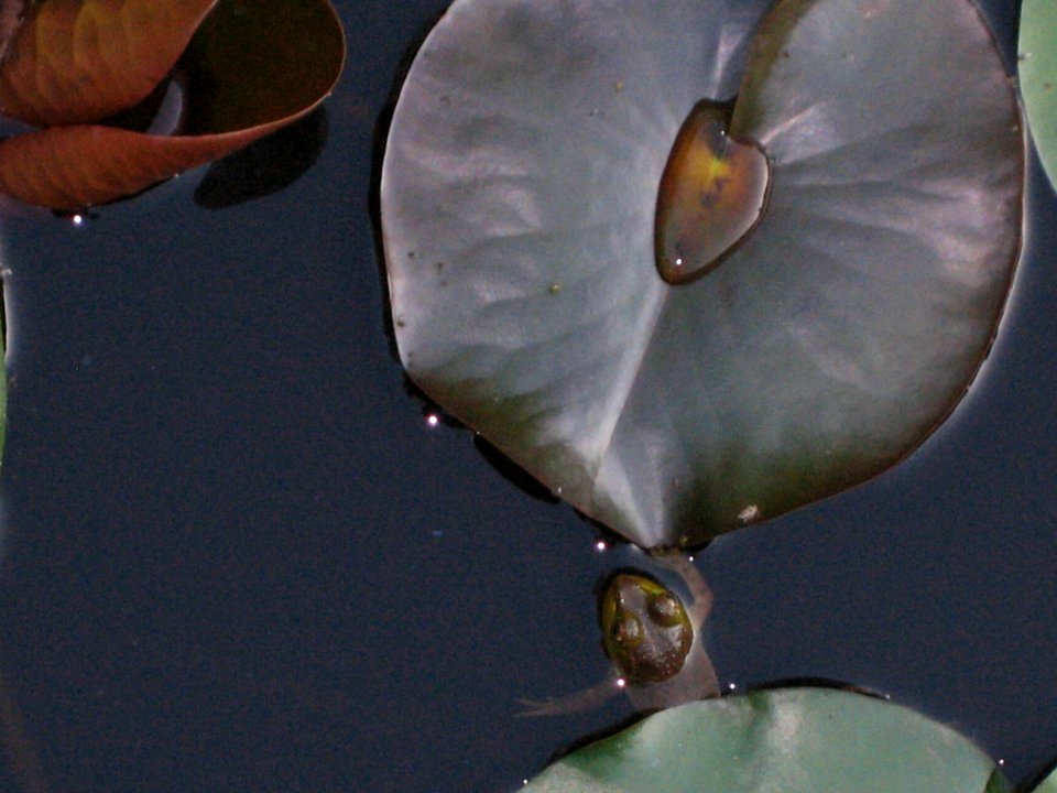 A frog moment