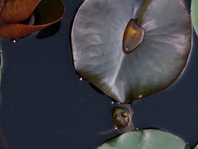 A frog moment