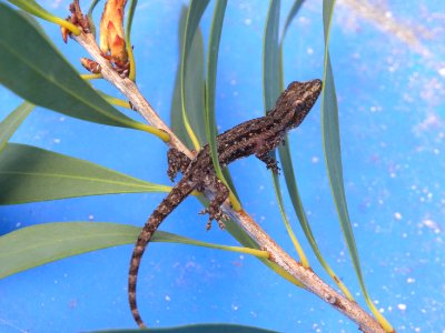 Dubious Dtella (Gehyra dubia) photo