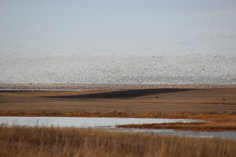 Feeding Snow Geese