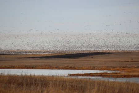 Feeding Snow Geese photo