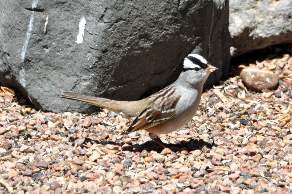 White-crowned sparrow