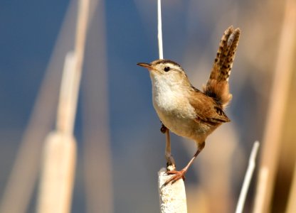 Marsh wren at Seedskadee National Wildlife Refuge