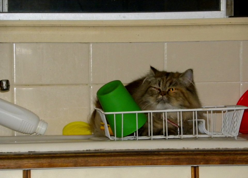 Cat Rack