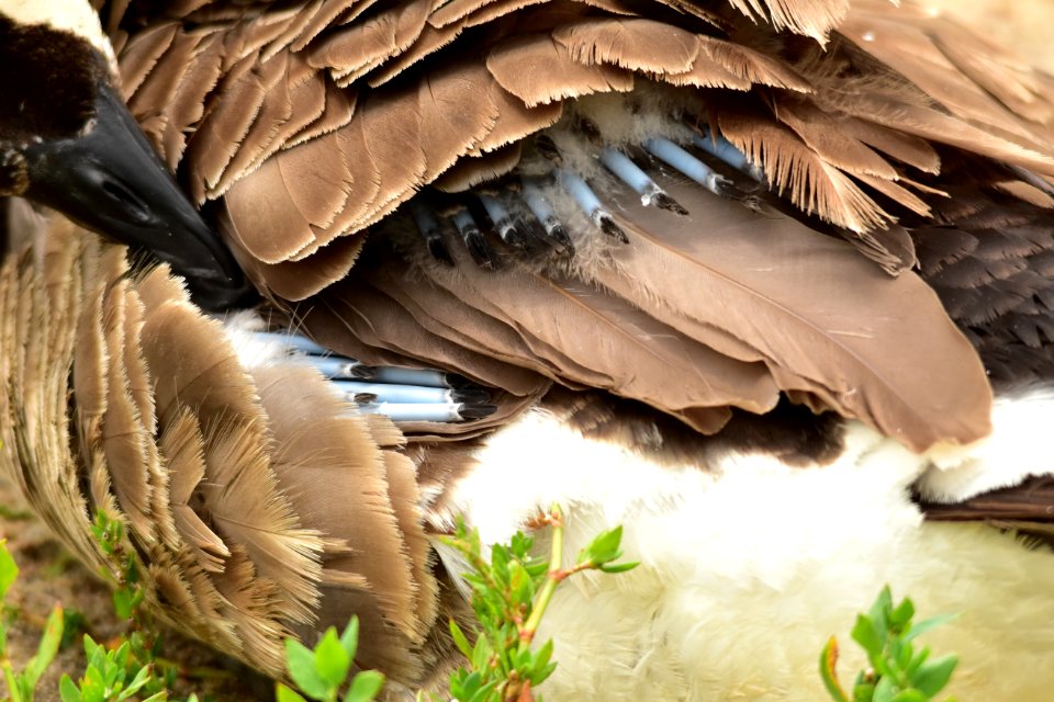 Canada geese photo