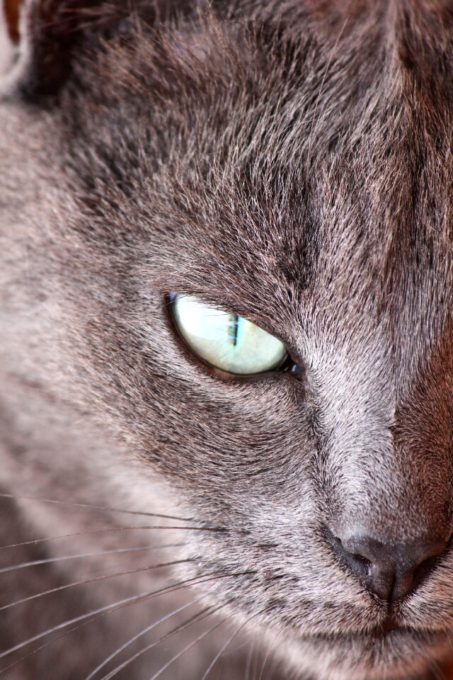 Feline hairy pet