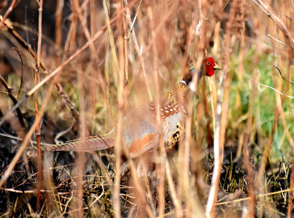 Ring-necked pheasant at LaCreek National Wildlife Refuge