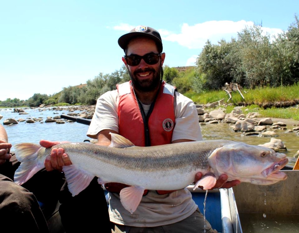 Colorado Pikeminnow in the Grand Valley