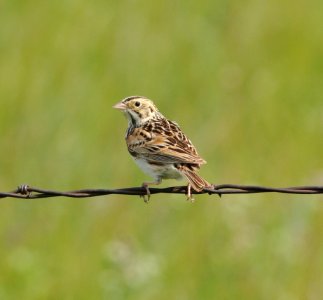 Baird's Sparrow, Scott Somershoe photo