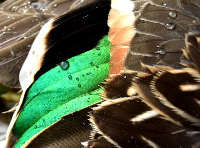 Green-winged teal drake wing speculum photo