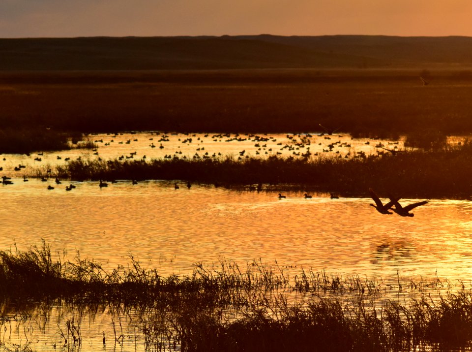 Waterfowl on LaCreek National Wildlife Refuge