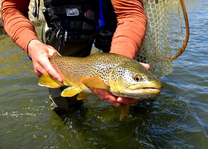 Brown Trout photo