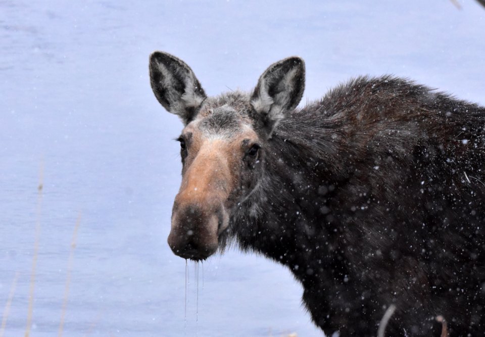 Moose at Seedskadee National Wildlife Refuge