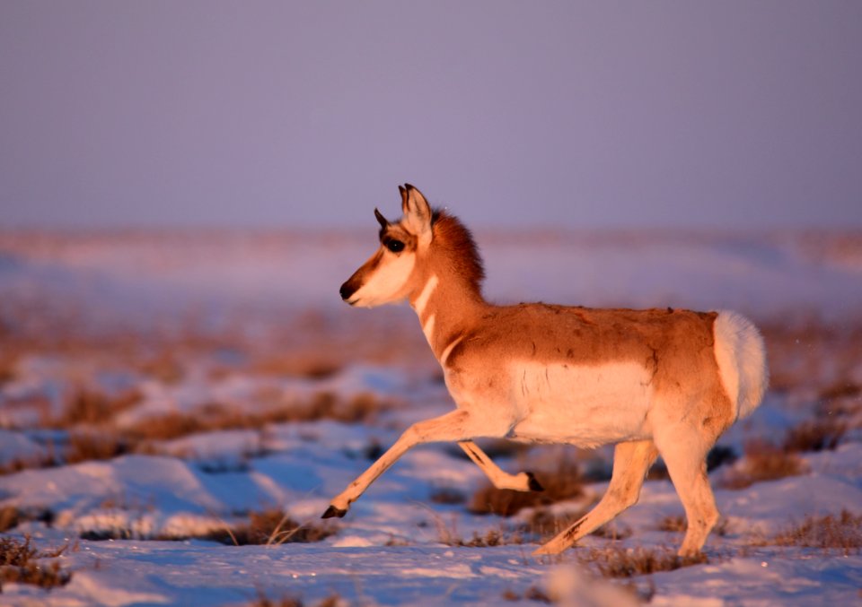 Pronghorn on Seedskadee National Wildlife Refuge