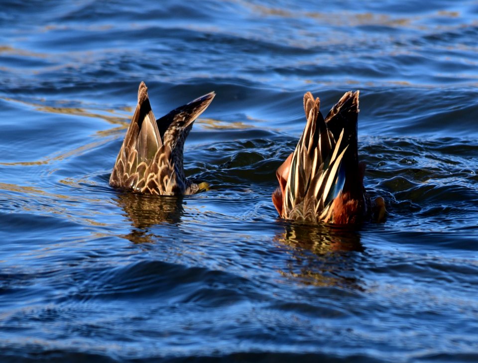 Cinnamon teal at Seedskadee National Wildlife Refuge