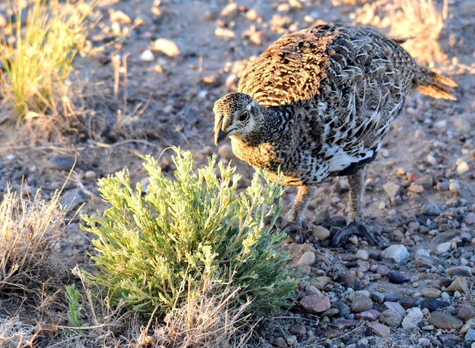 Greater sage-grouse at Seedskadee National Wildlife Refuge