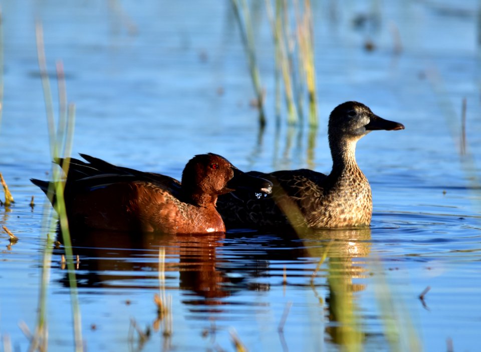 Cinnamon teal at Seedskadee National Wildlife Refuge