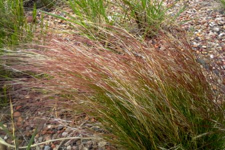 Purple Three-awn (Aristida purpurea var. longiseta)