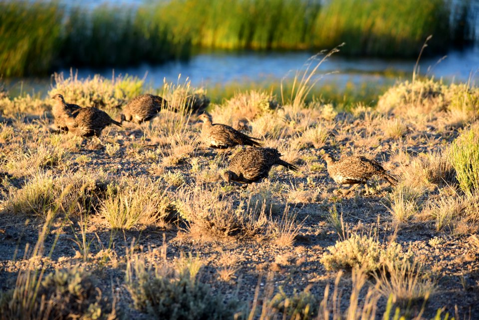 Greater sage-grouse at Seedskadee National Wildlife Refge