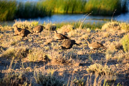 Greater sage-grouse at Seedskadee National Wildlife Refge