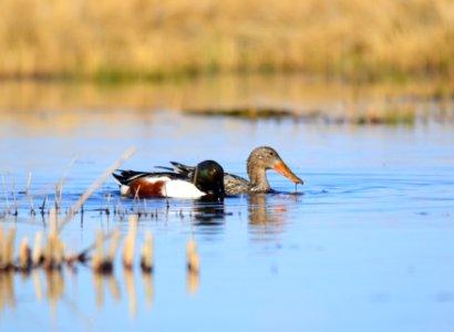 Northern shoveler on Seedskadee National Wildlife Refuge