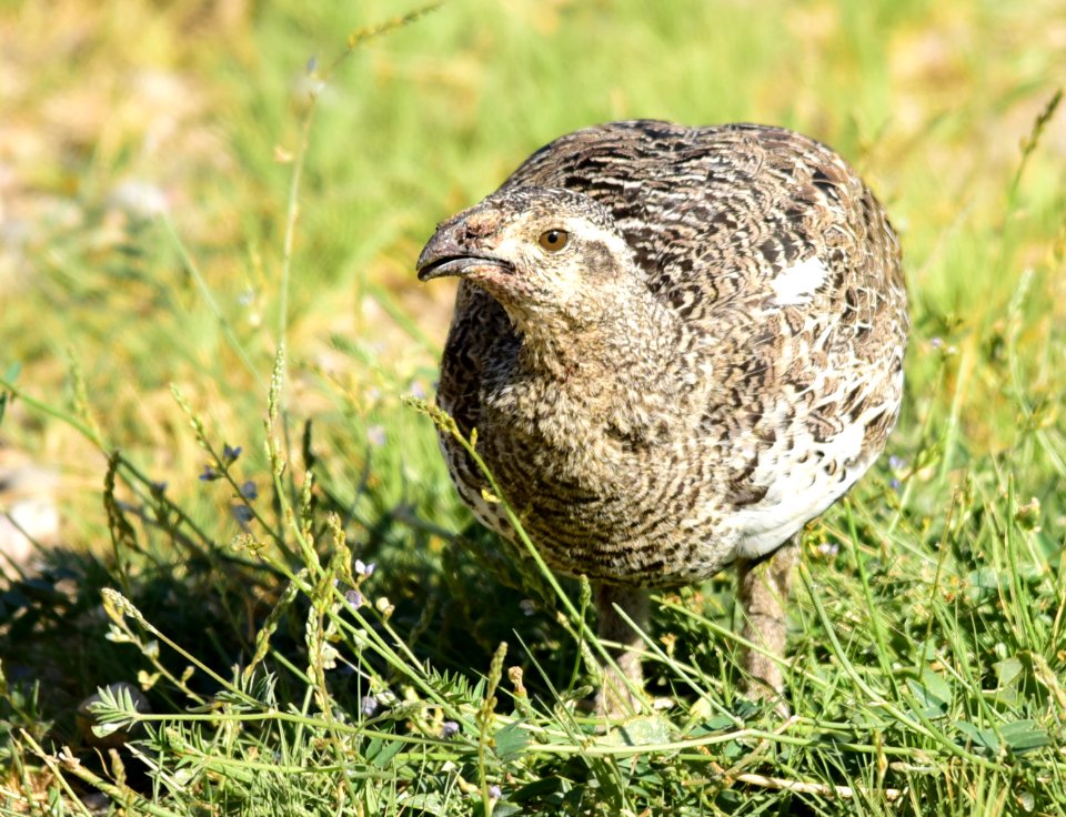 Greater sage-grouse at Seedskadee National Wildlife Refuge