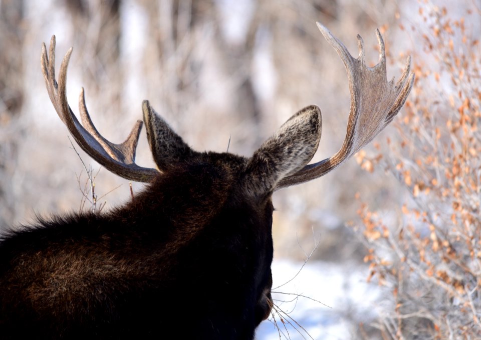 Moose at Seedskadee National Wildlife Refuge