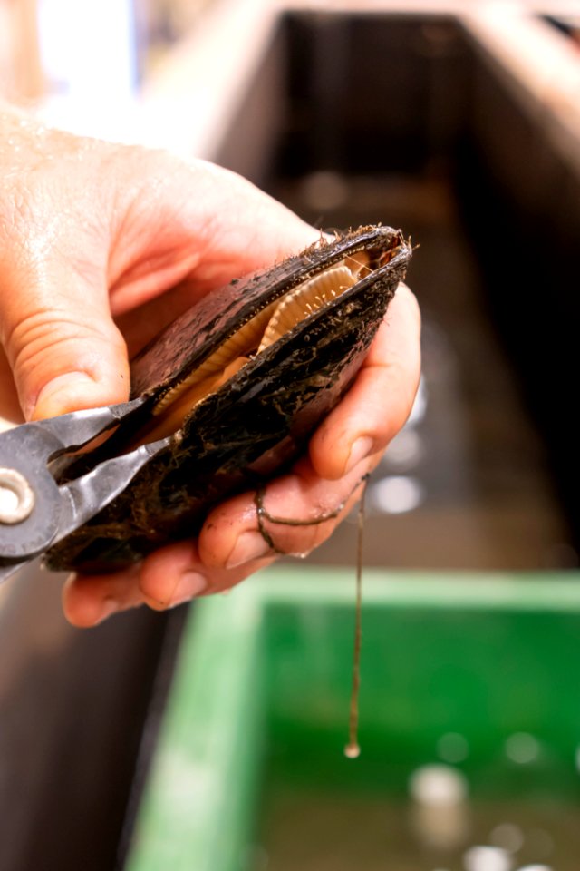 Black sandshell mussel propagation