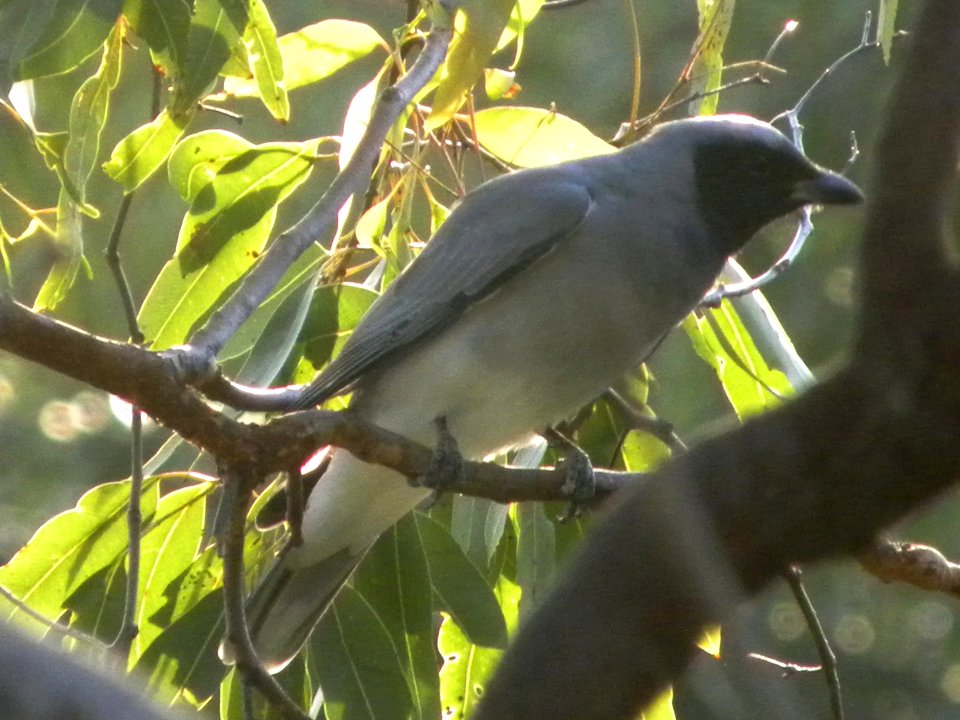 Black-faced Cuckoo-shrike (Coracina novaehollandiae)