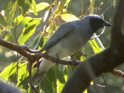 Black-faced Cuckoo-shrike (Coracina novaehollandiae)