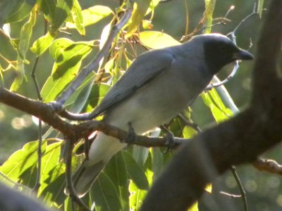 Black-faced Cuckoo-shrike (Coracina novaehollandiae) photo