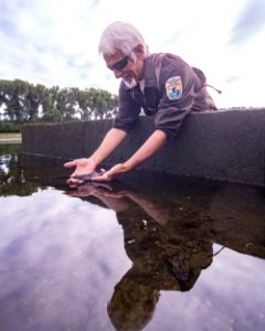 Reflecting on the 2020 Paddlefish Harvest photo