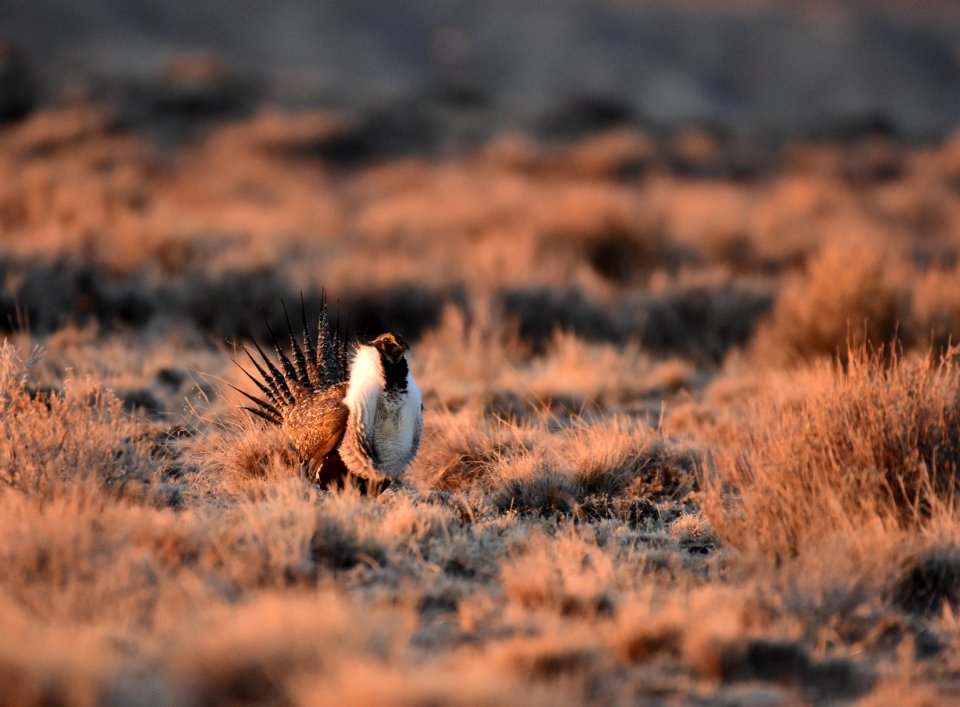 Greater sage-grouse southwest Wyoming