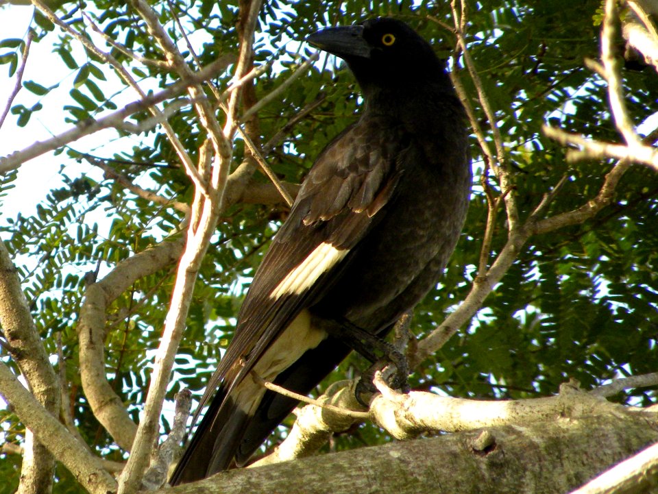 Pied Currawong (Strepera graculina)