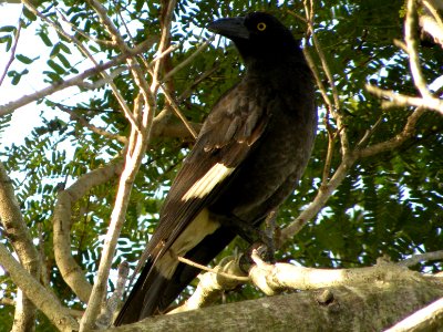 Pied Currawong (Strepera graculina) photo