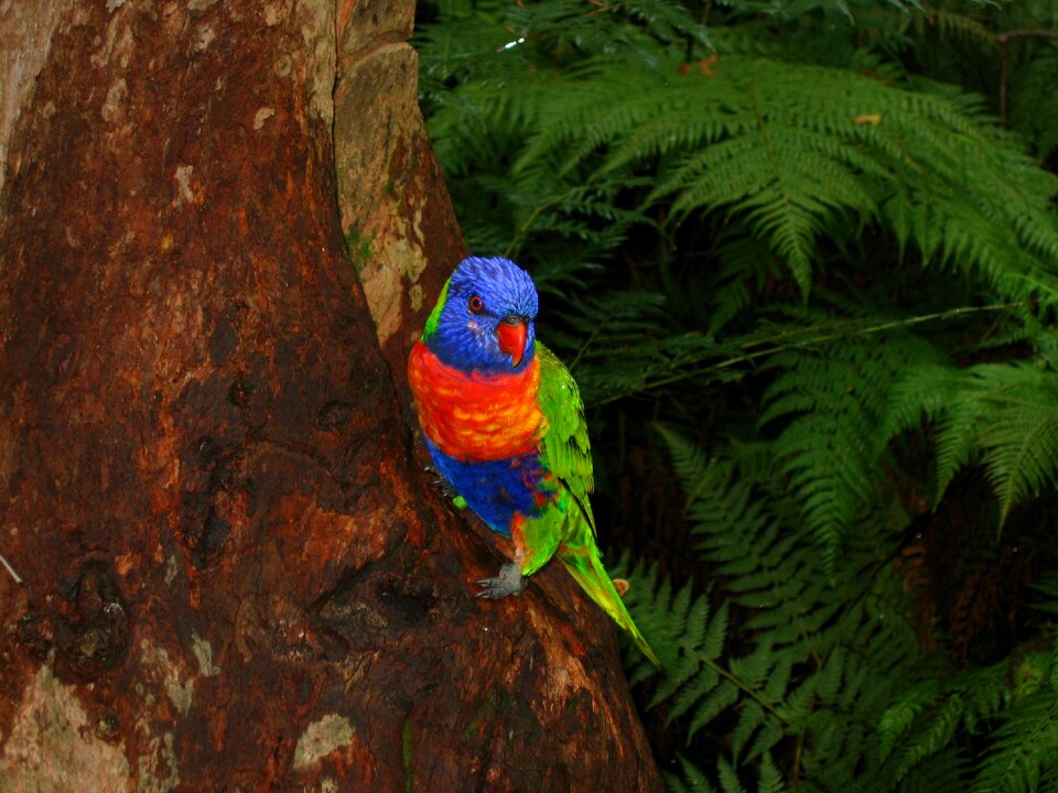 Colorful rainforest colored