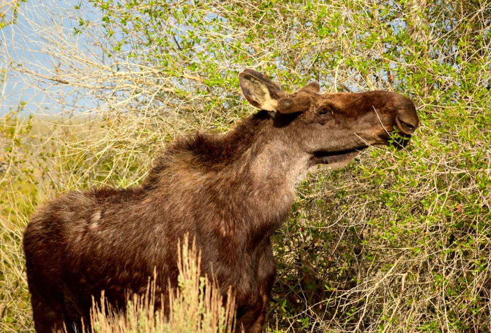 Moose at Seedskadee National Wildlife Refuge