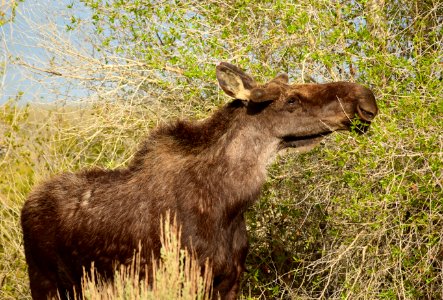 Moose at Seedskadee National Wildlife Refuge