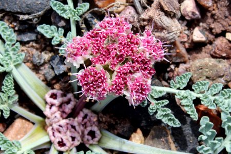 Biscuitroot (Vesper bulbosus)