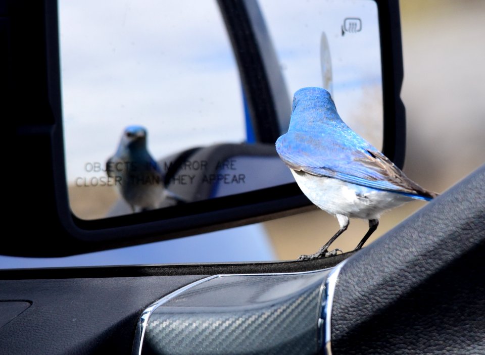 Mountain bluebird at Seedskadee National Wildlife Refuge