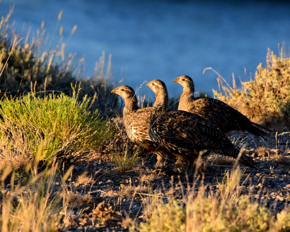 Greater sage-grouse at Seedskadee National Wildlife Refge