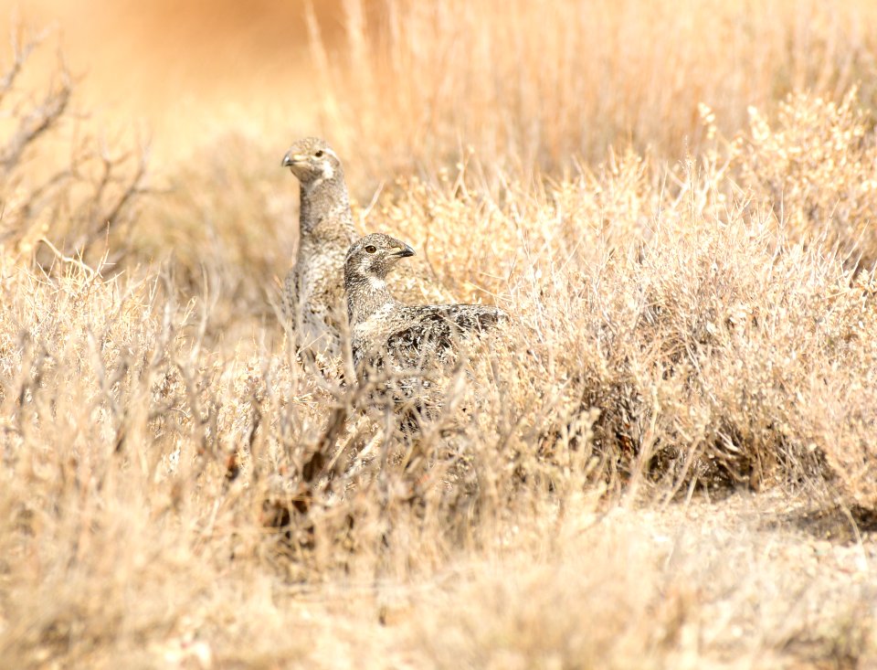 Greater sage-grouse at Seedskadee National Wildlife Refuge